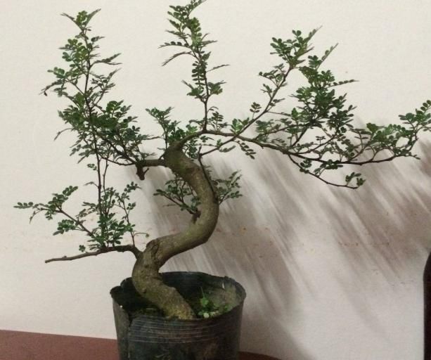 被称为“招财树”的它,回家养一盆,既能带来财运,又能帮助驱蚊