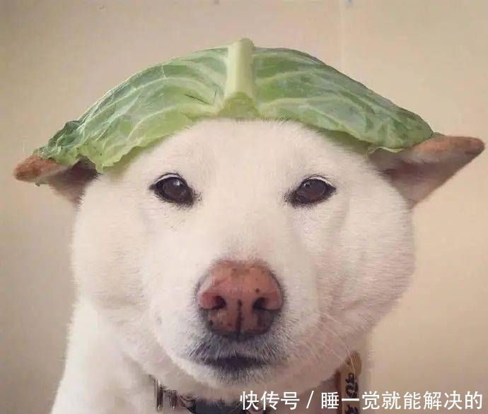 超好玩的沙雕头像,建议收藏!