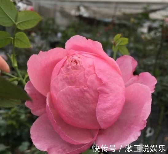 1种“绝美”的月季花，因日本人改名字，被耽误多年不被人接受