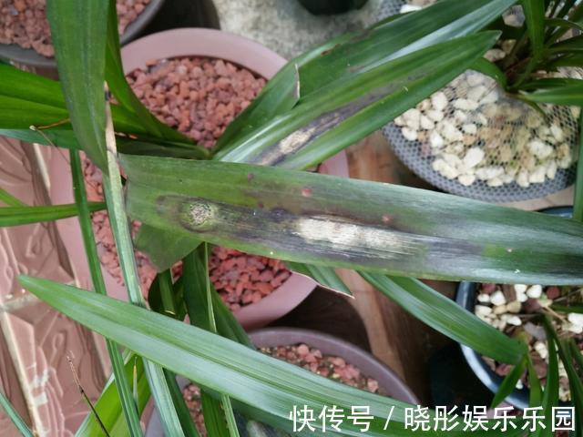 最怕晒的10种花,赶快搬进屋,否则会死掉