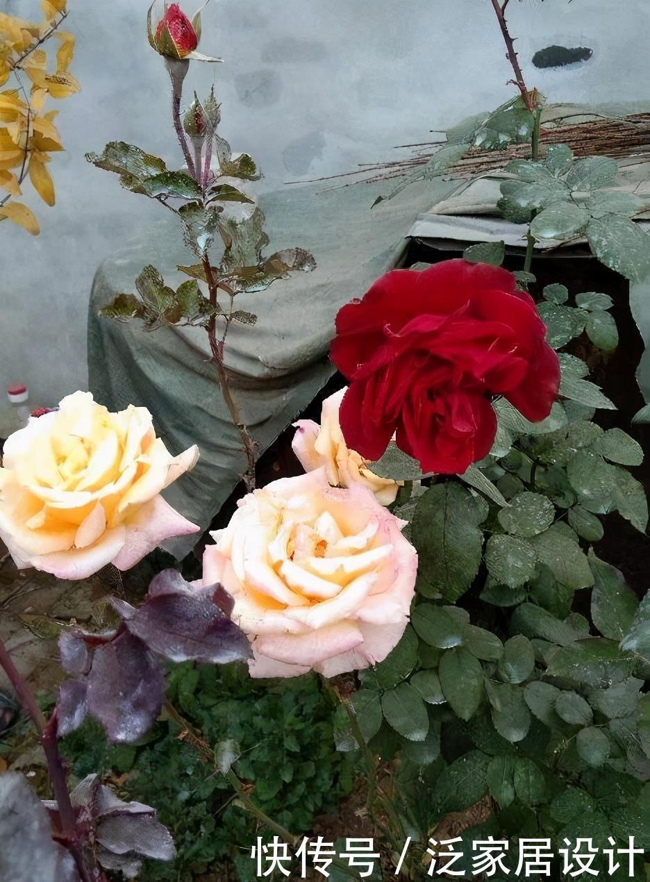 健壮|月季长得乱糟糟的,做好“三修剪”,笋芽更健壮,花量也更多