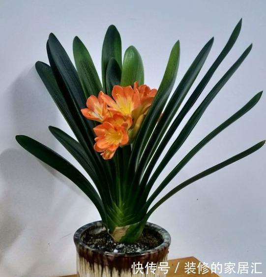 太阳|5种“漂亮花”,别随便晒太阳,晒得越多,开花越少,别弄反了