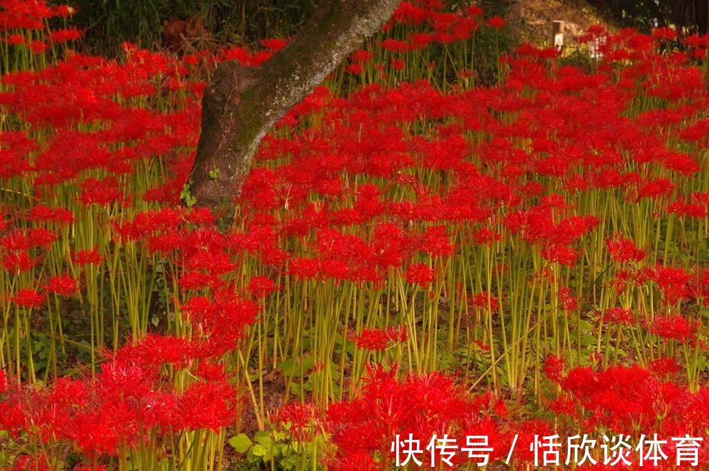 花开惊艳的8种“大毒花”,连叶片都带毒,家里若养着,光看别动