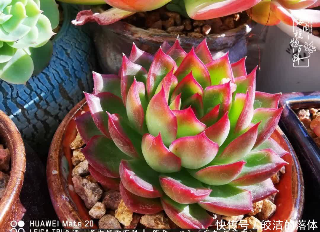 肉肉|与多肉的相遇,就是一场治愈之旅