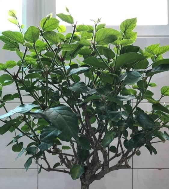 茉莉花盆里放一点“料”,一月后,花苞嫩叶直冒,花多叶绿开满枝