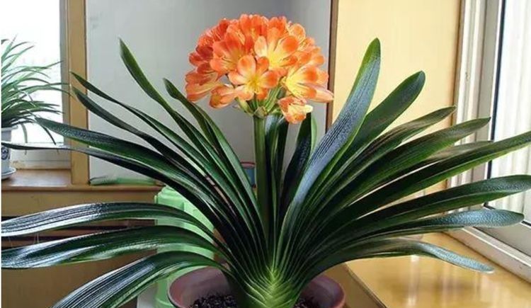 龙骨花|4种花是懒人的最爱,开花爆盆很简单,满树都是花朵,漂亮极了