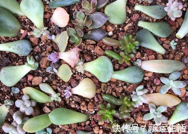 多肉花|多肉养1盆死1盆?记住这4条规则就能一个劲地长,又肥又漂亮
