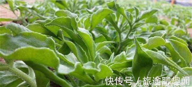 陈医师|女性不愿老太快，可以多吃三种食物，补充营养，身体棒棒哒！