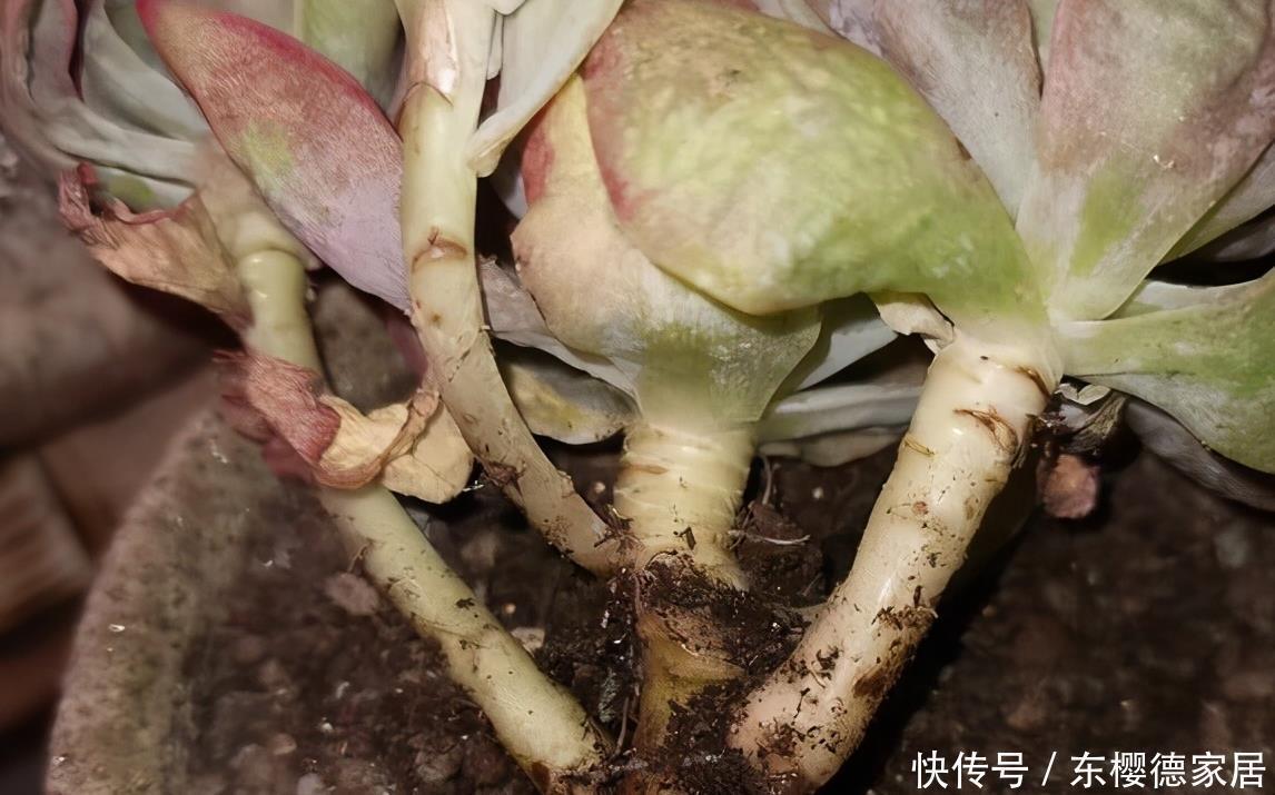 多肉要“死翘翘”?先给你3个“信号”,看不明白?就没救了