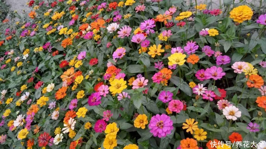 夏天|热不死的花，温度高也不休眠，超级适合夏天