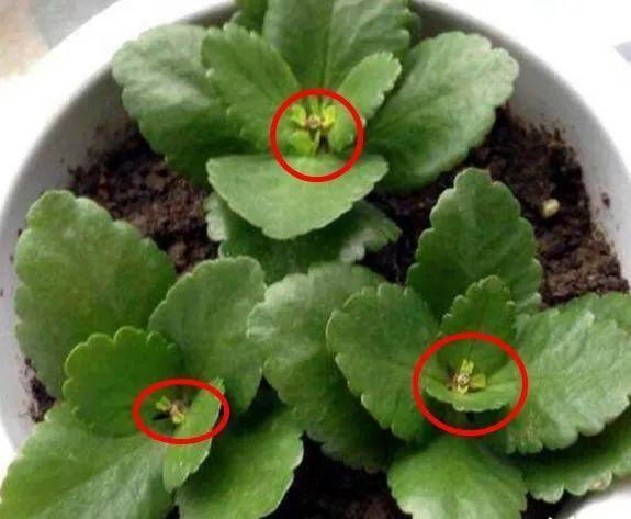 长寿花|长寿花养成老桩,诀窍只有1个!照着做1年就能开成大花球