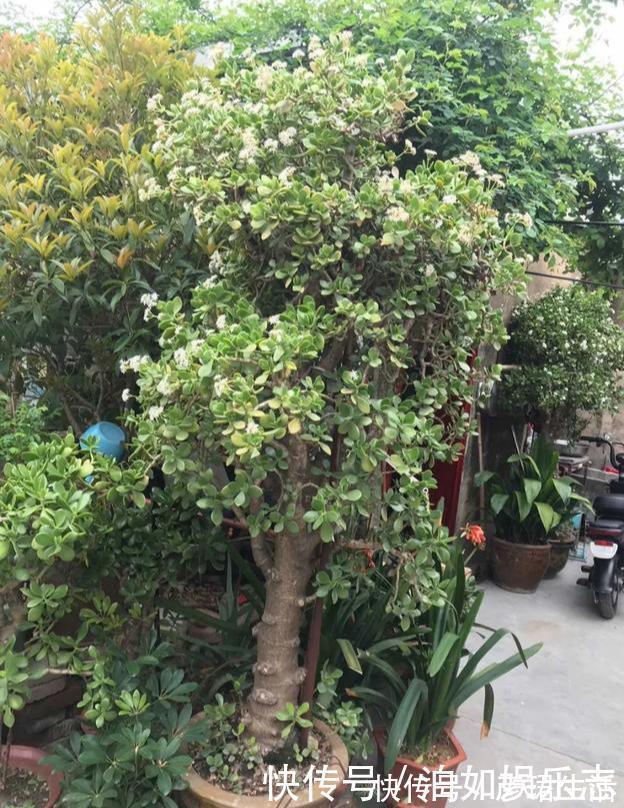 雍容华贵|这些植物“老寿星”,个个能活100岁,泼辣无比,比人还长寿