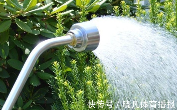 养花|喜欢养花,先戒掉7个坏习惯,不然啥花也养不好,你占了几个?