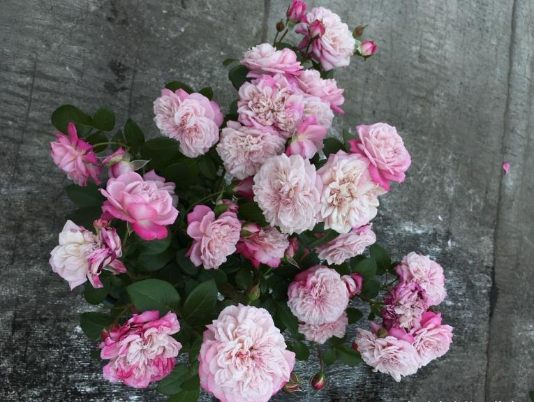 月季出现这种枝条,开花会很少,如果发现,要及时剪掉