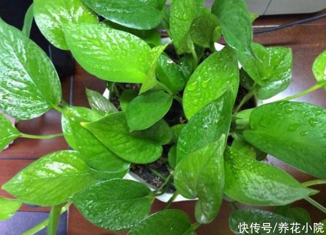 家庭养花，常犯的“3个错误方法”，及时改掉，才能养好花