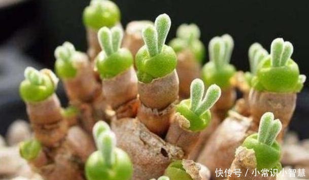 女同学喜爱的8种“美靓多肉”,就是难养了点,看看你都养过没!