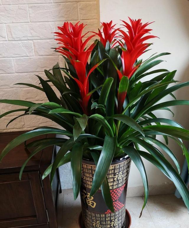 10种“旺运花”开花红艳艳,现在养一盆,春节刚好开,红火显富贵