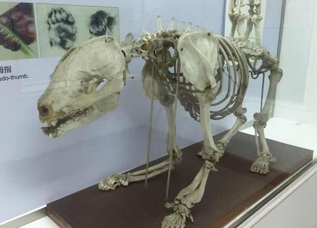 究竟|“蚩尤在涿鹿之战中骑着熊猫”的传说究竟是如何产生的?