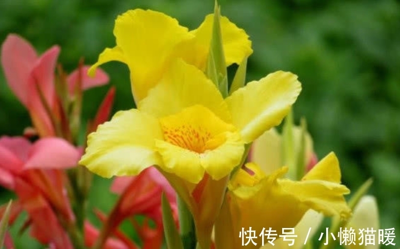 夏天|夏天养花,不妨养这3款花,一盆千百朵,枝头花苞满