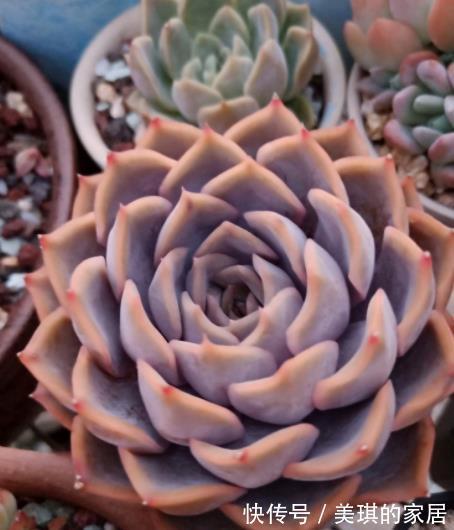蓝色|多肉蓝色惊喜和菲欧娜,老花匠更推荐后者,来看看为什么?