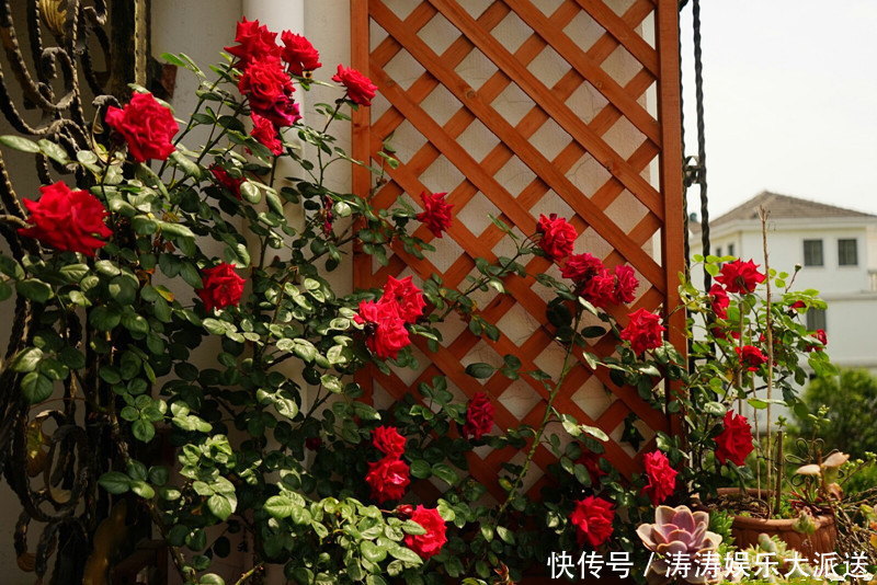 花瓣|喜欢菊花，不如养“高端玫瑰”假日公主，金色花瓣，熠熠生辉