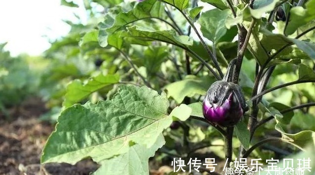细末|一颗小茄子，养生大功效！茄子的13个顶级妙用，13种疾病皆可治！