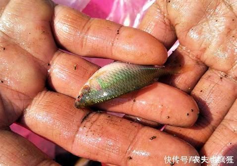 钓鱼人口中的“四大害鱼”,钓鱼时最怕碰到了,其实味道都很鲜美