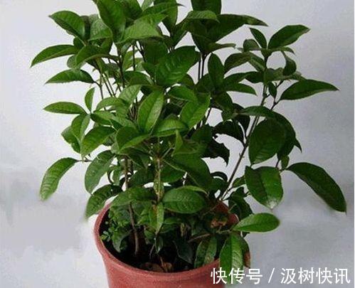 桂花不开花是什么原因 往土壤中添点这个桂花越开越好