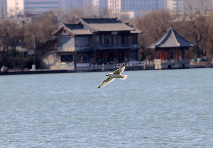 北红尾鸲|海鸥“入驻”大明湖 泉城再添亮丽风景