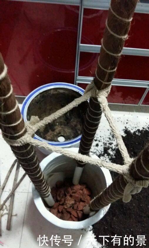 三脚架|自制绿萝三脚架,6步就完成,绿萝分分钟长成绿瀑布