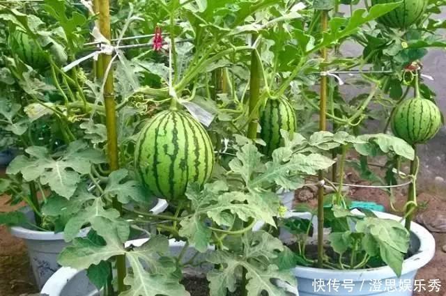 夏天吃水果,“留个籽”撒盆里,10天发芽变盆栽,养好摘果1篮子