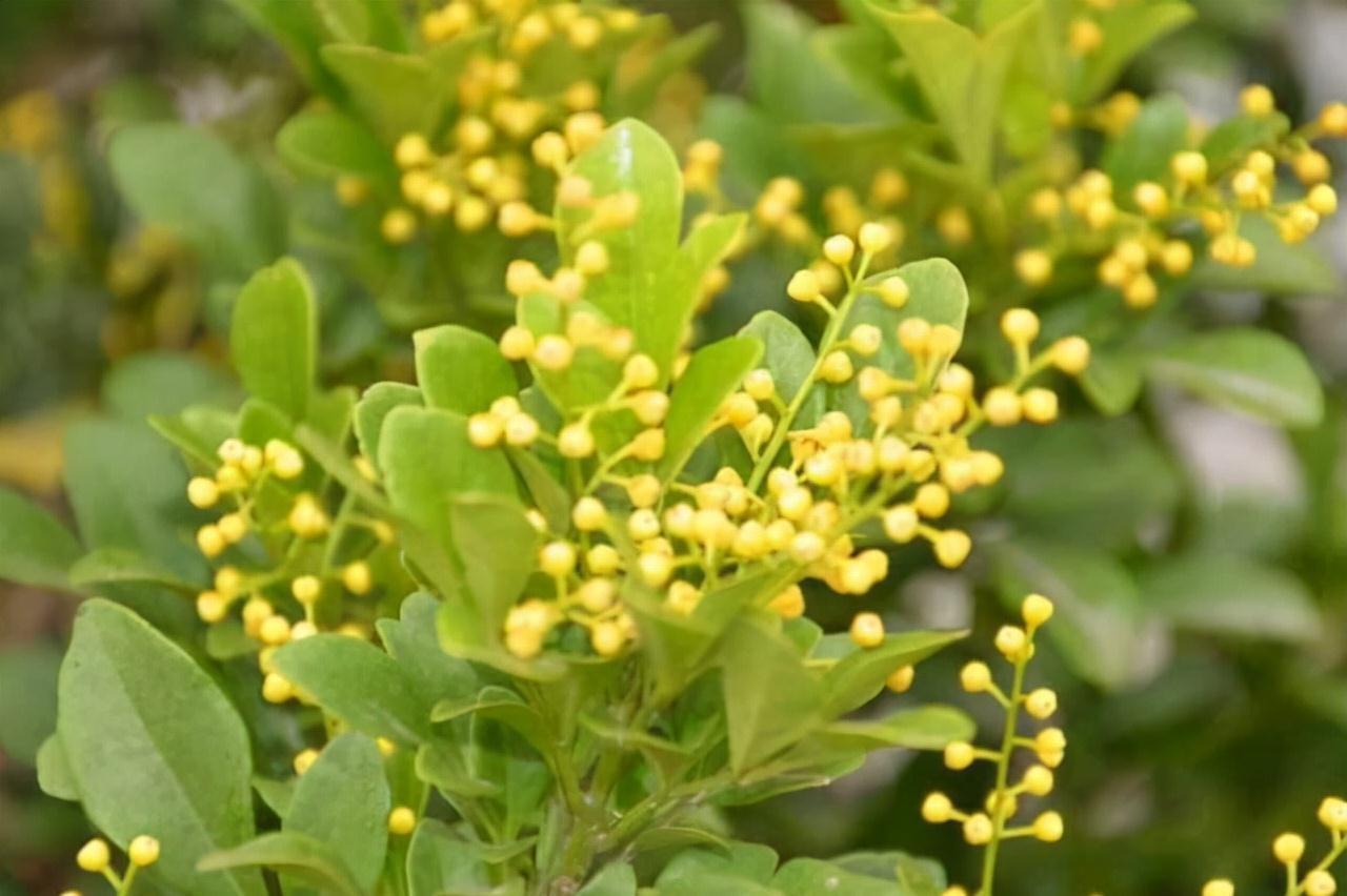 阳台上|此种花叫做小米粒，适合养在室内，花香极浓，开花期满屋飘香