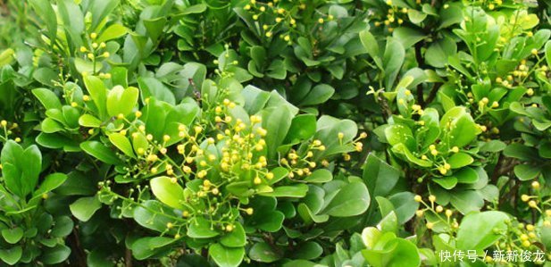 太阳花|夏天养这几朵花，满屋飘香再也没有异味，花开“爆满盆”