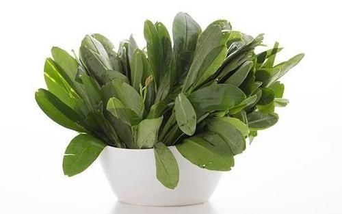 农村田里的“人参菜”,堪称“土宝贝”,根茎价值都高,一斤卖30