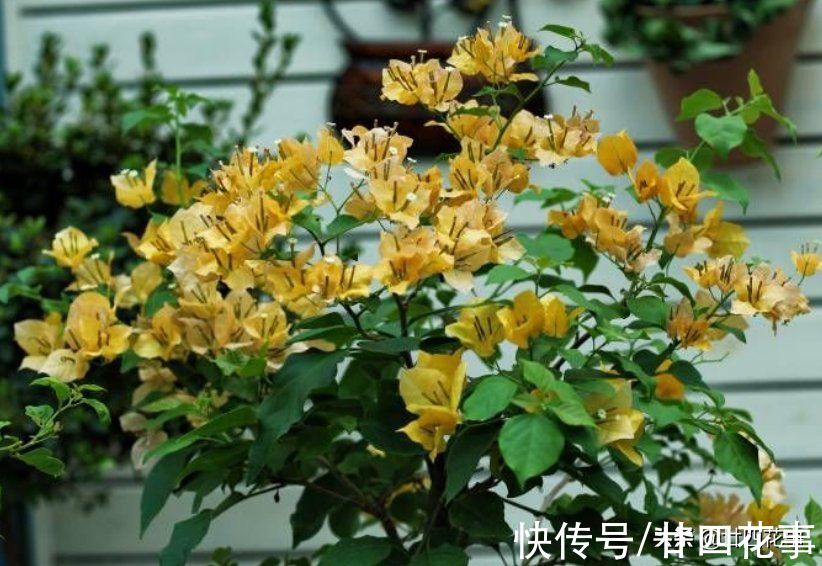 生长期|11月逛花市，如果遇见这种花，不妨“捡个漏”，能省不少钱