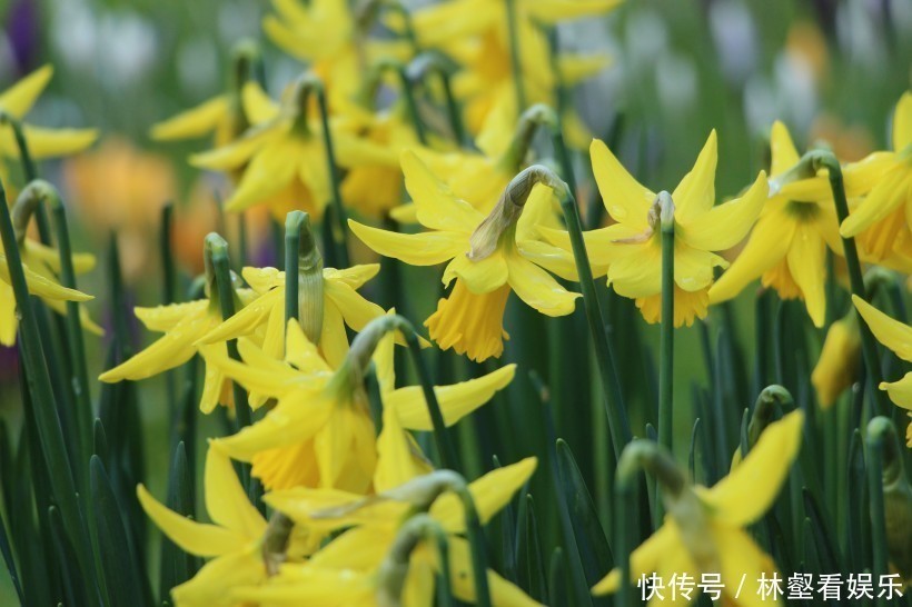 栋梁之材|出生在阴历这个月份的孩子,好好培养,将来成为国家栋梁之材!