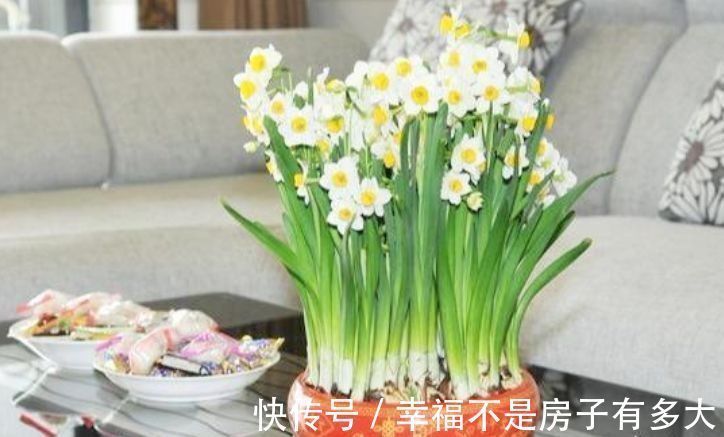 天竺葵|卧室就养几种花,改善睡眠质量,空气清新,好养又好看