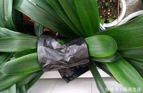 张大爷|张大爷养君子兰，白天喝口酒，晚上闷上头，20天窜出大花箭！