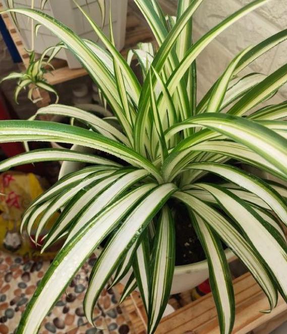 盆栽文竹、吊兰、发财树,枝叶过密招蚊虫该怎么办剪剪就变美