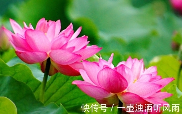 桃花运|7月初，咸鱼翻身，4属相吉星关照，桃花盛开，日子美滋滋