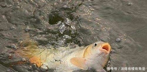 钓鱼时,一旦遇到这些“漂相”就要注意了,老钓友:都是假信号
