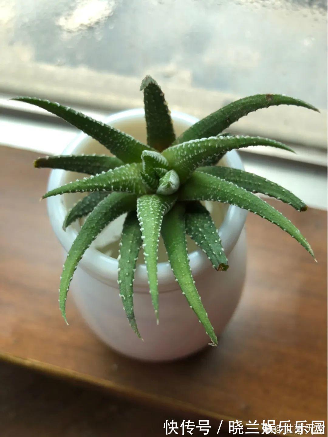 绿萝|最难养的7种花,丢水里反而蹭蹭长,根系长满瓶!