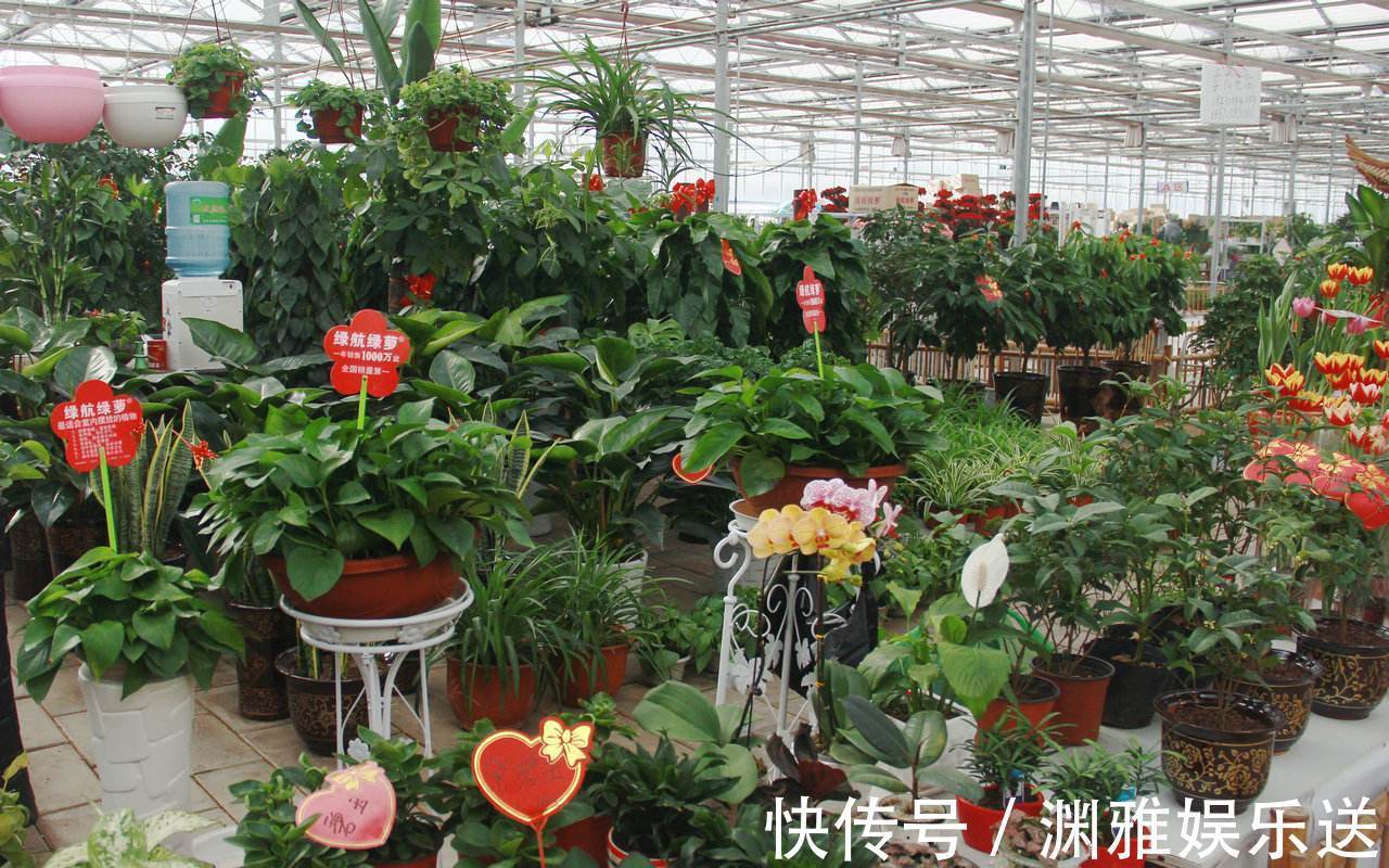 小栈|养花过来人提醒，去花市买花，此“3种”花，再便宜也别带回家