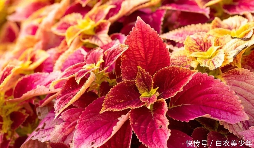 比，花，还，好，看的观叶植物，你知，道几种？