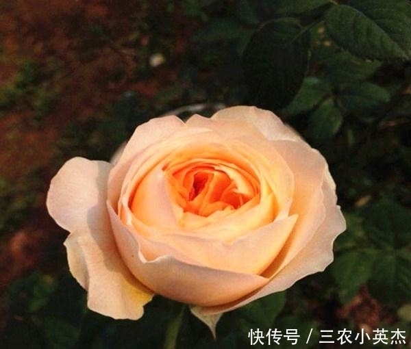 品种|最珍贵七彩玫瑰花品种图片大全!