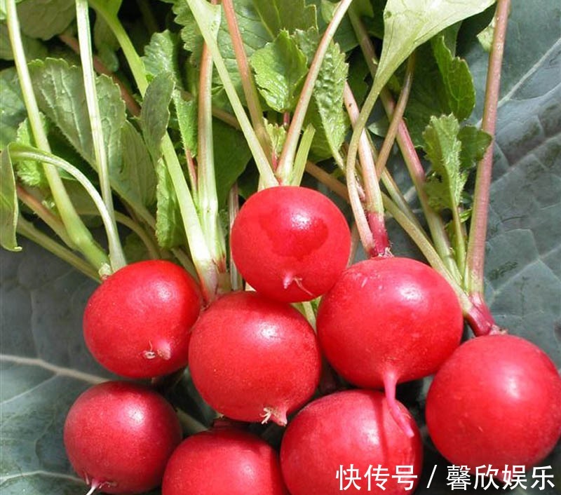 大小像“葡萄”一样的萝卜,种在花盆里,养30天就能摘一篮子