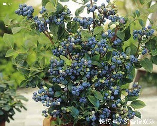 阳台盆栽蓝莓果,用上4个“小绝招”,一次结果几十斤,营养美味