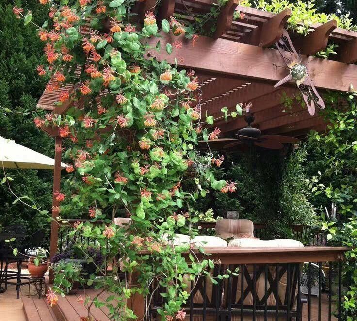 不抽烟不喝酒，也要种此花，比牡丹还美，花开220天不落，易成活