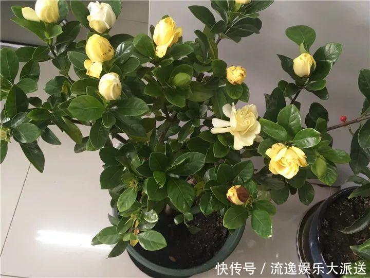 香草类|立夏后养花,别偷懒做好这3件事,长的快不生虫!