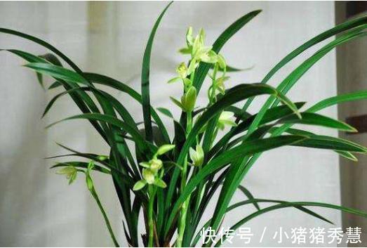 朋友们|养兰花是“大坑”这3种养护秘籍学会了,还愁兰花不爆盆